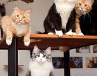 猫カフェ　M